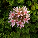 4711 Blume _KA70407-1 Kopie
